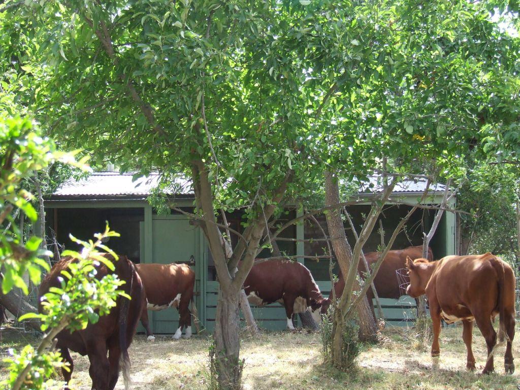 cows023copy.jpg